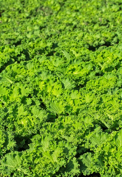 Grüner Gartensalat — Stockfoto