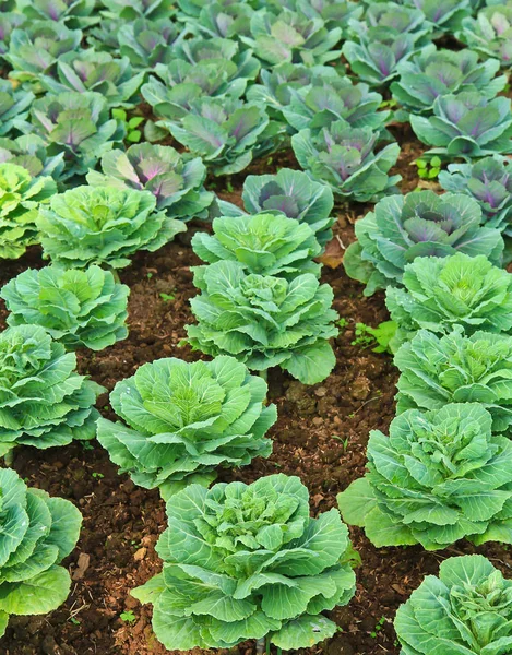 Zelená zahrada salát — Stock fotografie