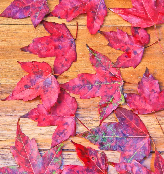 Red maple leaves — Stock Photo, Image