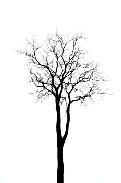 Albero morto nero — Foto Stock