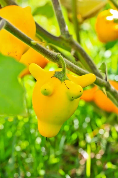 Melanzane, solanum mammosum — Foto Stock