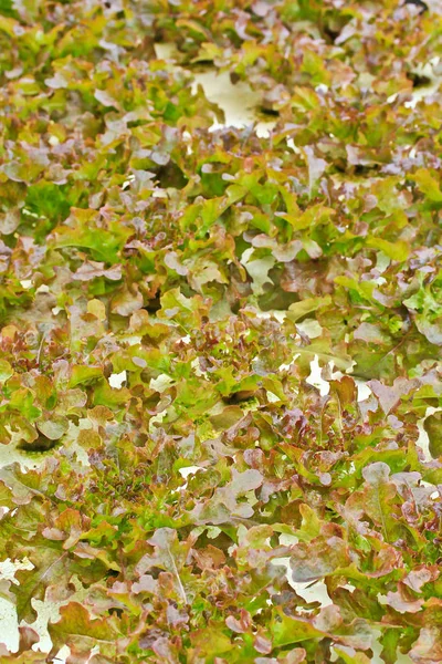 Parcelas de legumes verdes frescos — Fotografia de Stock