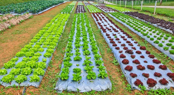 Grönsaksodlingar fält — Stockfoto