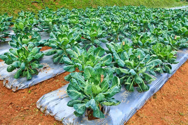 Vegetable plots field