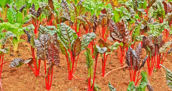 Lettuce red Soil — Stock Photo, Image