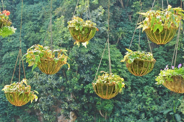 Varias flores de jardín — Foto de Stock