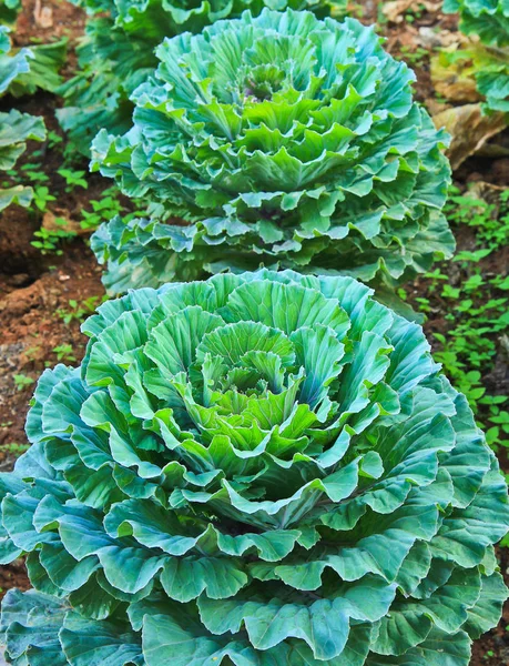 Parcelas de verduras verdes frescas — Foto de Stock