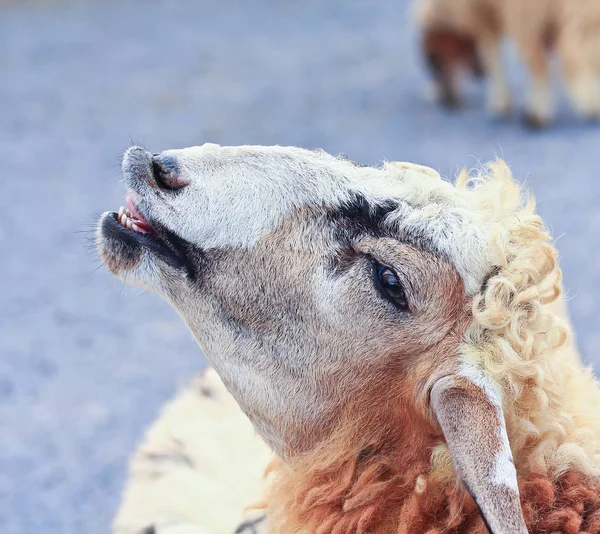 農場でかわいい羊 — ストック写真