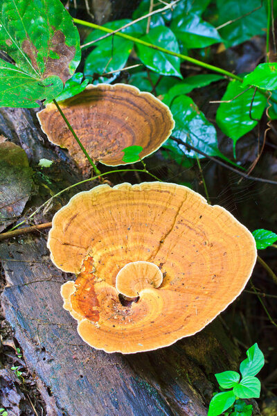 Brown mushrooms in forest 