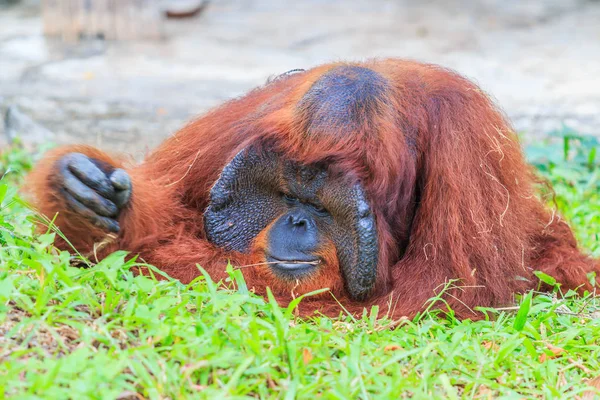 Orangutan in wild forest