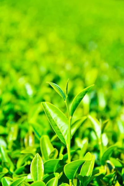 Pattern of tea plantation — Stock Photo, Image