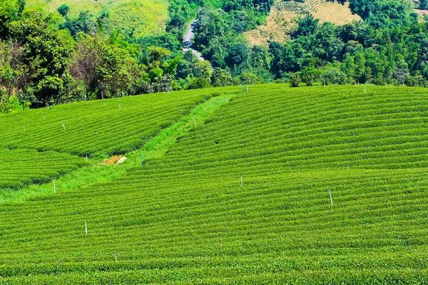 Plantación de té en Tailandia —  Fotos de Stock