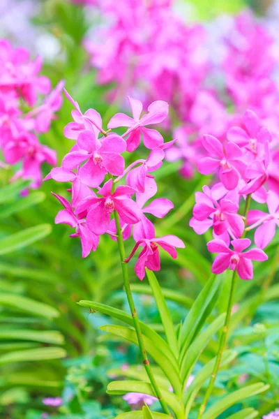 Květy orchidejí pozadí — Stock fotografie