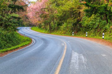 Kiraz çiçeği sakura. 