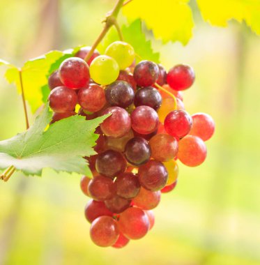 Yeşil yapraklı mor kırmızı üzümler