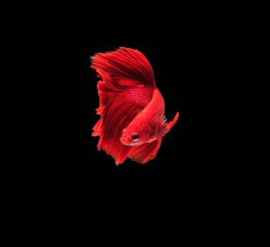 Siyam mücadele balık