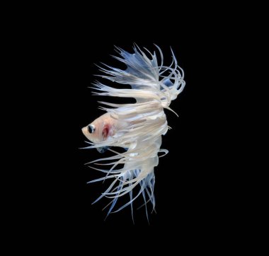 Siyam mücadele balık