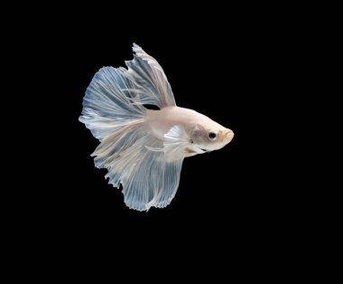 Siyam mücadele balık