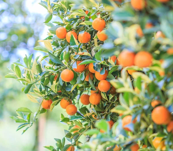 Πορτοκαλιά στον κήπο — Φωτογραφία Αρχείου