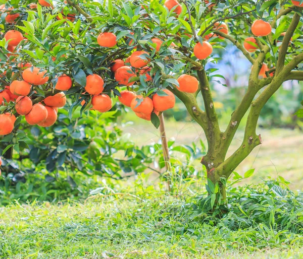 Orange tree in the garden — Stock Photo, Image