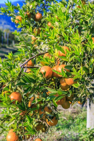 Pomerančovník v zahradě — Stock fotografie