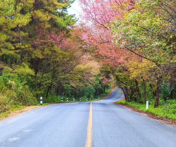 Sakura de flor de cerezo — Foto de Stock