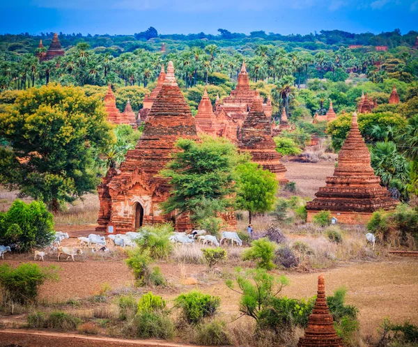 Bagan – staré pagody v Bagan city — Stock fotografie