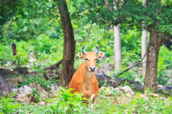 Bant, czerwony byk w rainforest — Zdjęcie stockowe