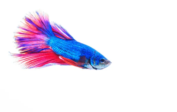 Pesce da combattimento colorato — Foto Stock