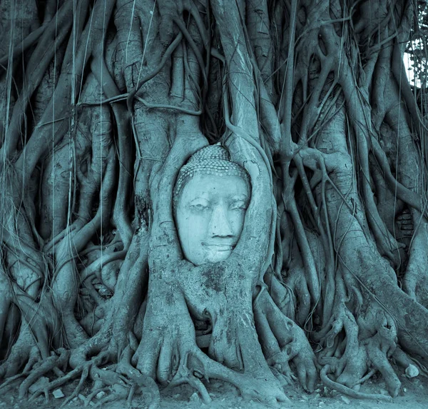 Estatua de la cara de Buda en las raíces del árbol — Foto de Stock