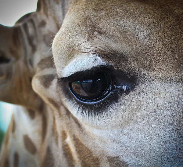 Hermosa jirafa en el zoológico — Foto de Stock