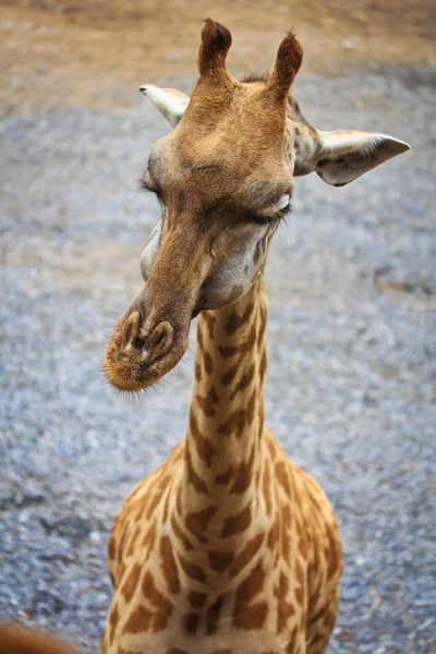 Hermosa jirafa en el zoológico — Foto de Stock