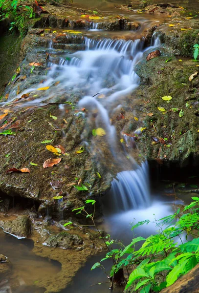 Водопад в лесном национальном парке — стоковое фото