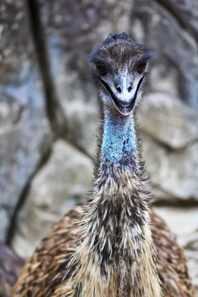 Bellissimo uccello emù — Foto Stock