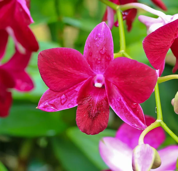 Квітка орхідеї Beaufitul — стокове фото