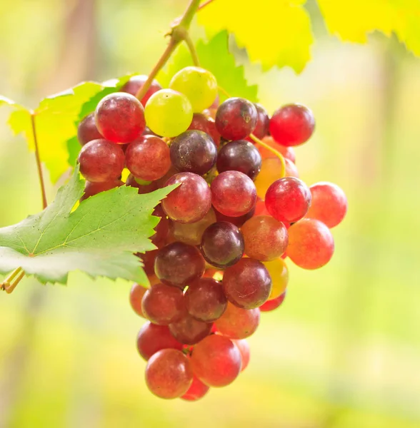 Purple red grapes with green leaves — Stock Photo, Image