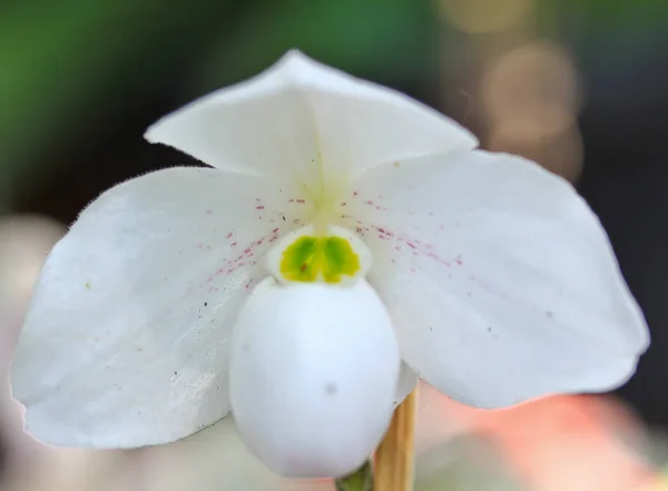 Beaufitul orkidé blomma — Stockfoto