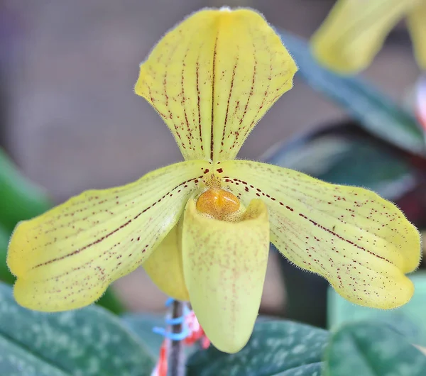 Beaufitul Orchidea kwiat — Zdjęcie stockowe