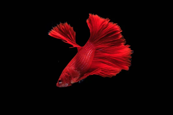 Siamese fighting fish — Stock Photo, Image