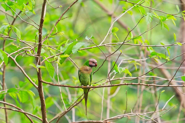 Colorful alexandrine parakeet — Stock Photo, Image