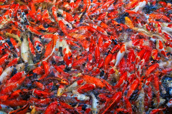 Peces koi en el agua — Foto de Stock