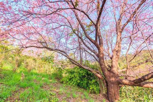 Pink blossom of Sakura — Stock Photo, Image