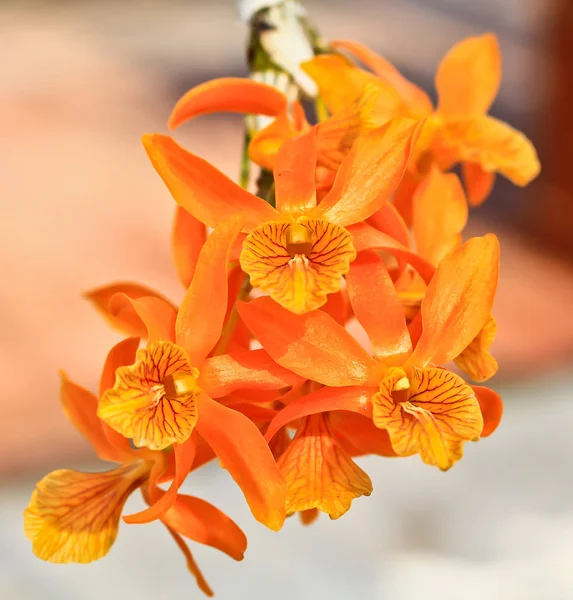Flor de orquídea Beaufitul — Fotografia de Stock