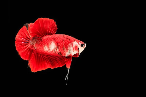 Siamese fighting fish — Stock Photo, Image