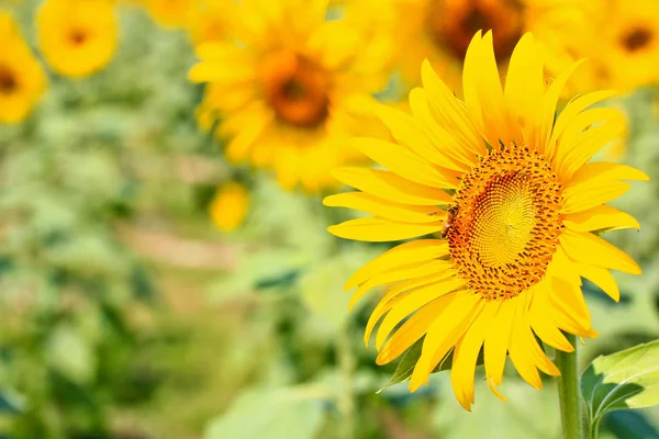 Mooie gele zonnebloemen — Stockfoto