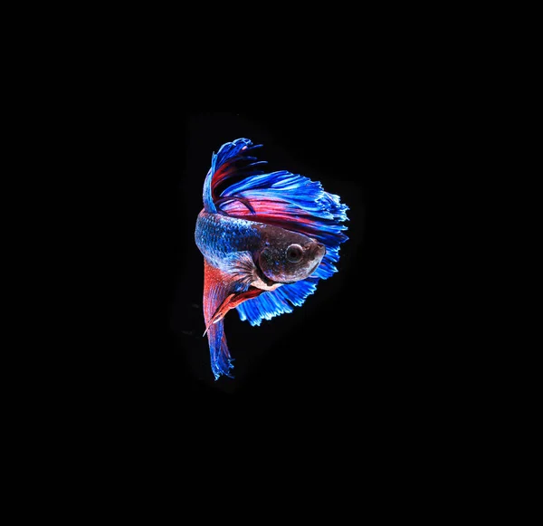 Siamese fighting fish — Stock Photo, Image