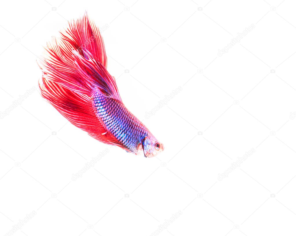 Colorful fighting fish