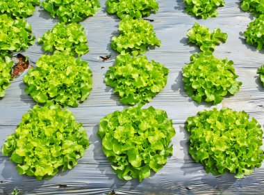 Bahçede sebze araziler