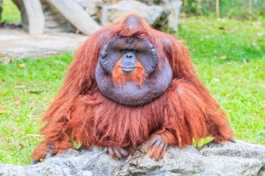 Kahverengi uzun saçlı orangutan