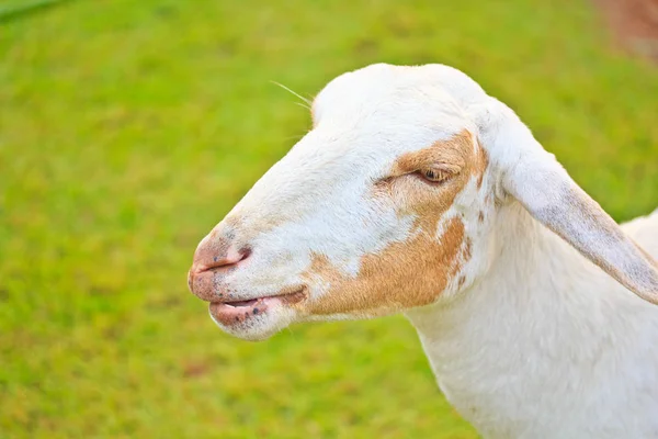 Pastoreo de ovejas en la granja — Foto de Stock